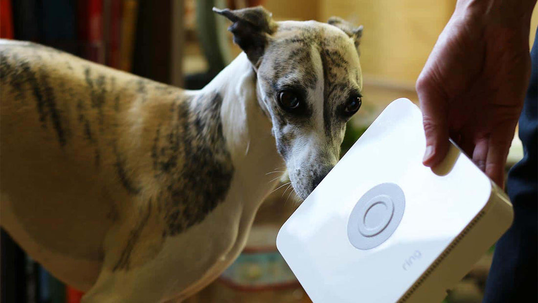 Best Barking Dog Alarms - Grand Goldman