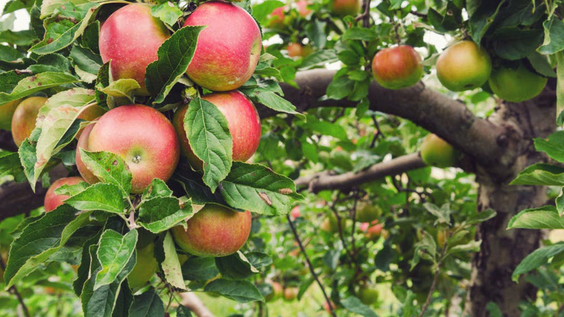 Best What Are the Apples to Juice