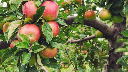 Best What Are the Apples to Juice