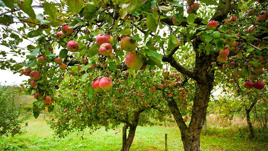 Best Fruit Trees to Grow in New Jersey