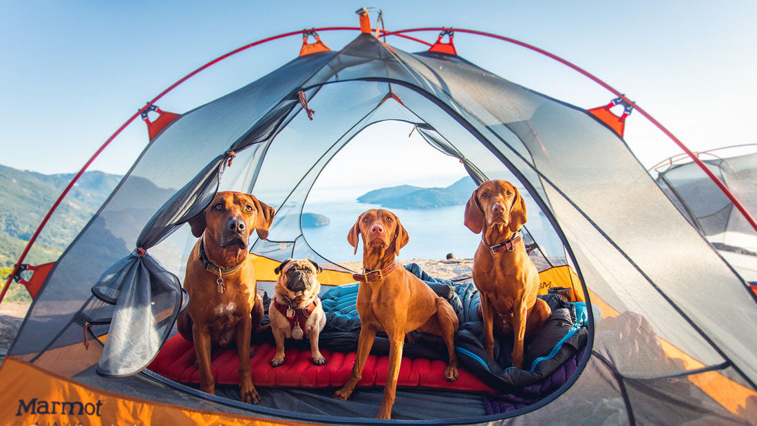 Best Tents for Camping With Dogs - Grand Goldman