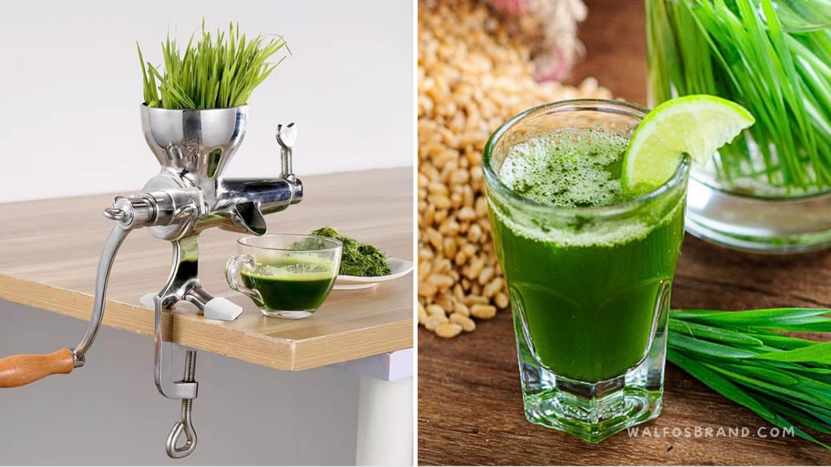 Best Wheatgrass Juicers Reviews - walfosbrand.com