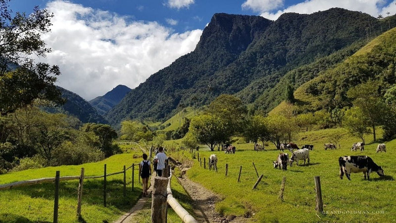 Cocora Valley Trekking Tips - Grand Goldman
