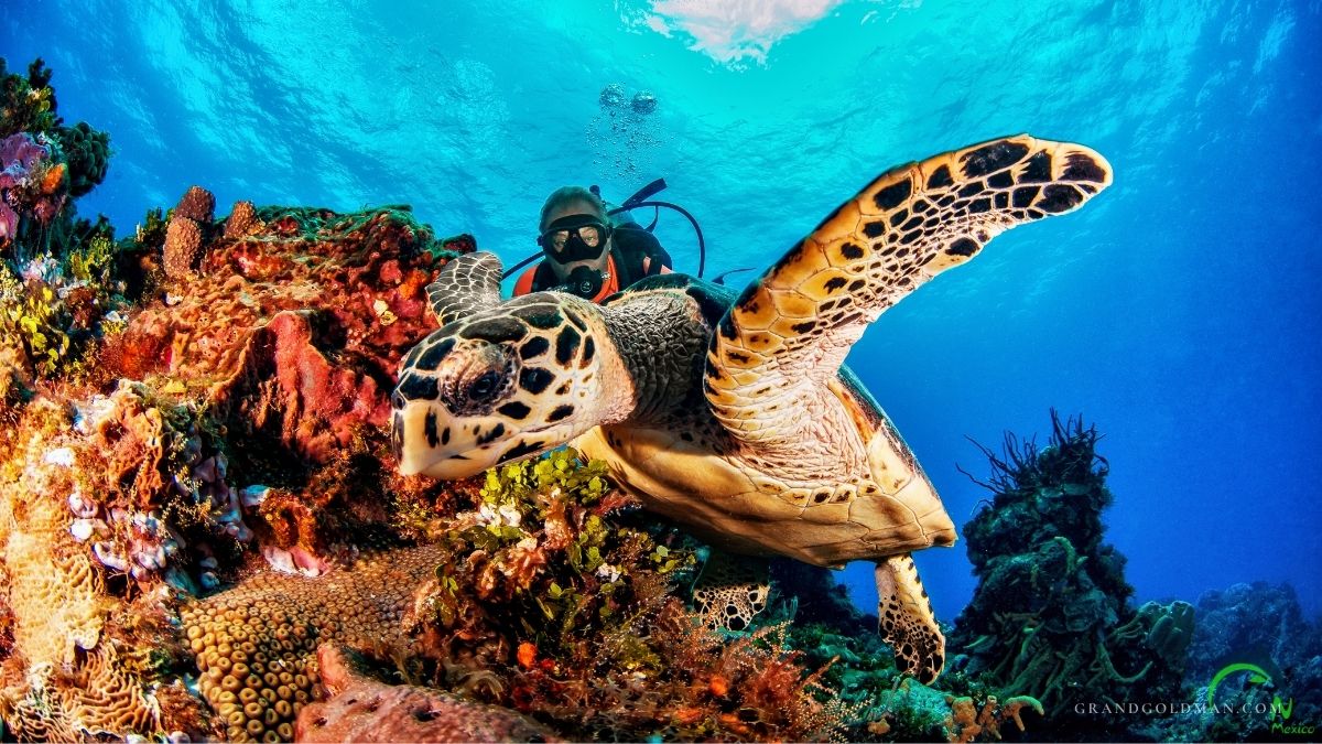 Diving in Cancun vs. Cozumel - Grand Goldman