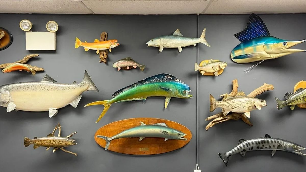 How Much Does it Cost to Mount a Fish - Grand Goldman