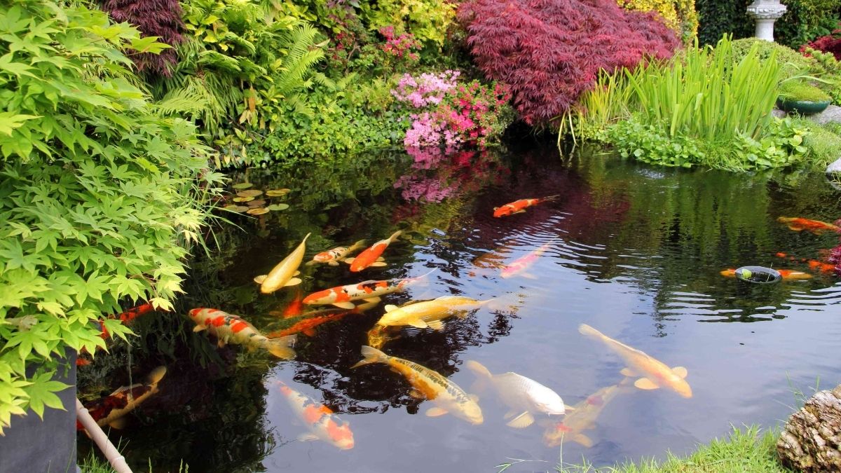 Is Pond Dye Safe for Fish  - Grand Goldman