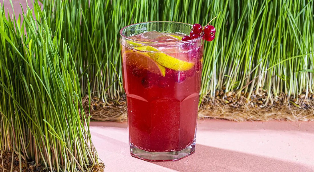 Red Currant Tonic - Walfosbrand.com