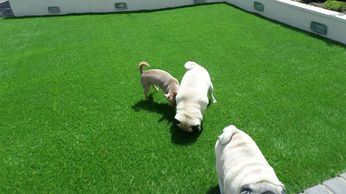 Best Artificial Grass for Dogs - Grand Goldman