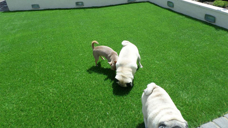 Best Artificial Grass for Dogs - Grand Goldman