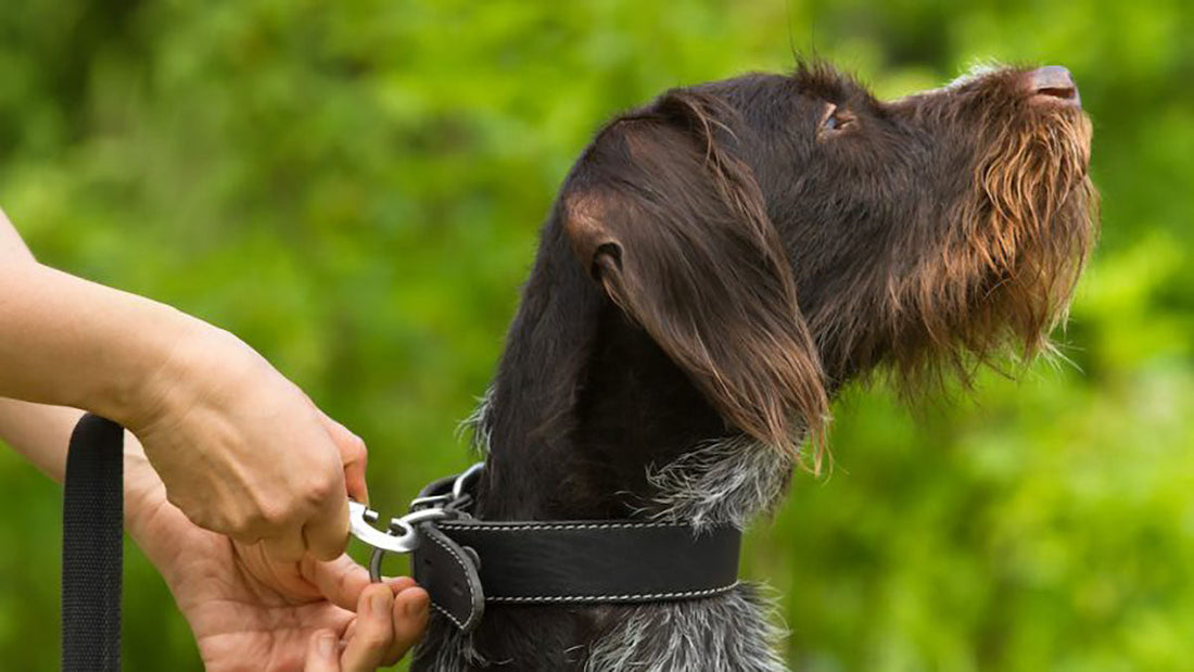Best Training Collar For Stubborn Dogs - Grand Goldman