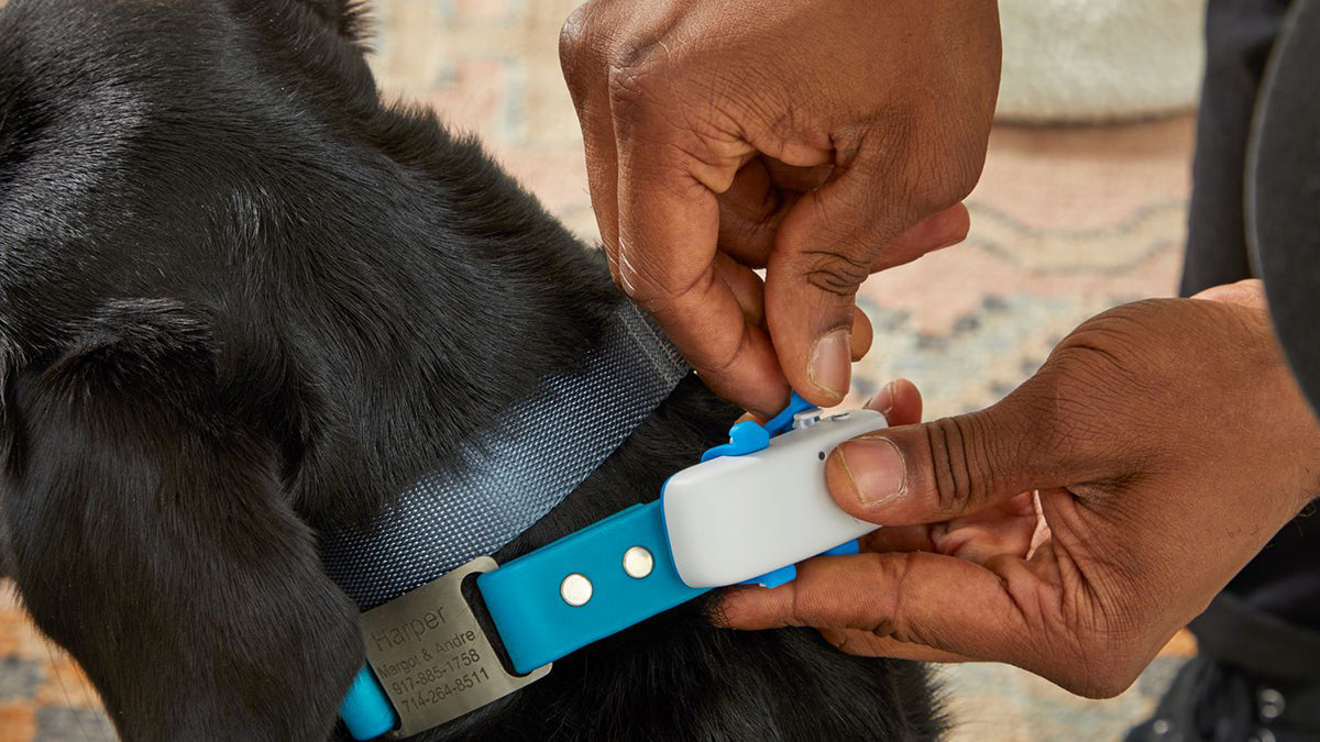 Best Dog Gps Tracker Chip Implant - Grand Goldman