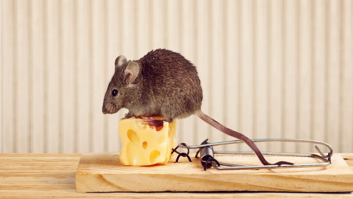 Best Bait For Mouse Traps - Grand Goldman
