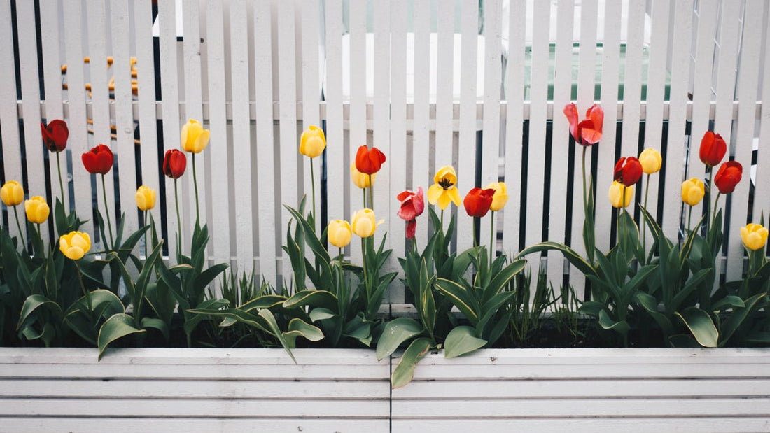 Cheap privacy screens for your garden